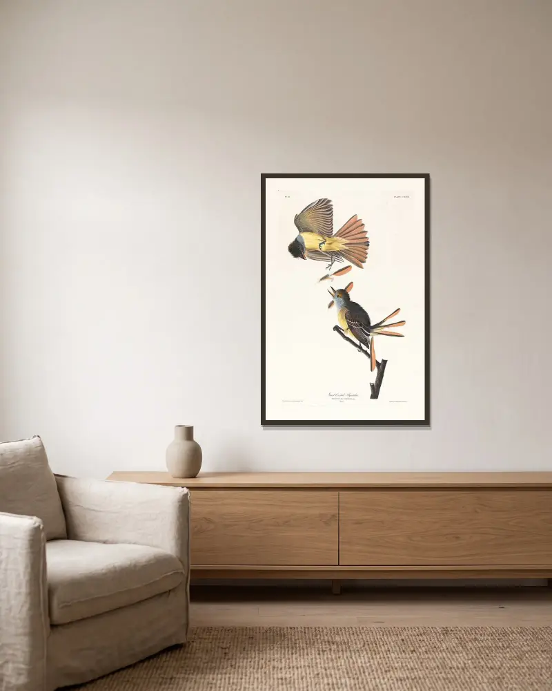 Großer Schopftyrann von John James Audubon gerahmt an einer Wand