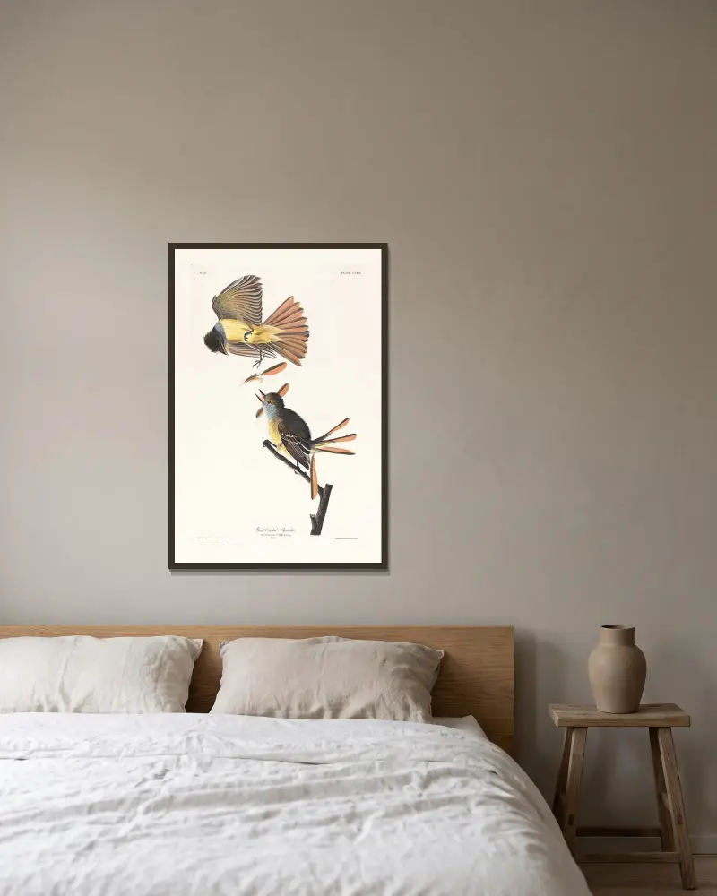 Großer Schopftyrann von John James Audubon gerahmt an einer Wand