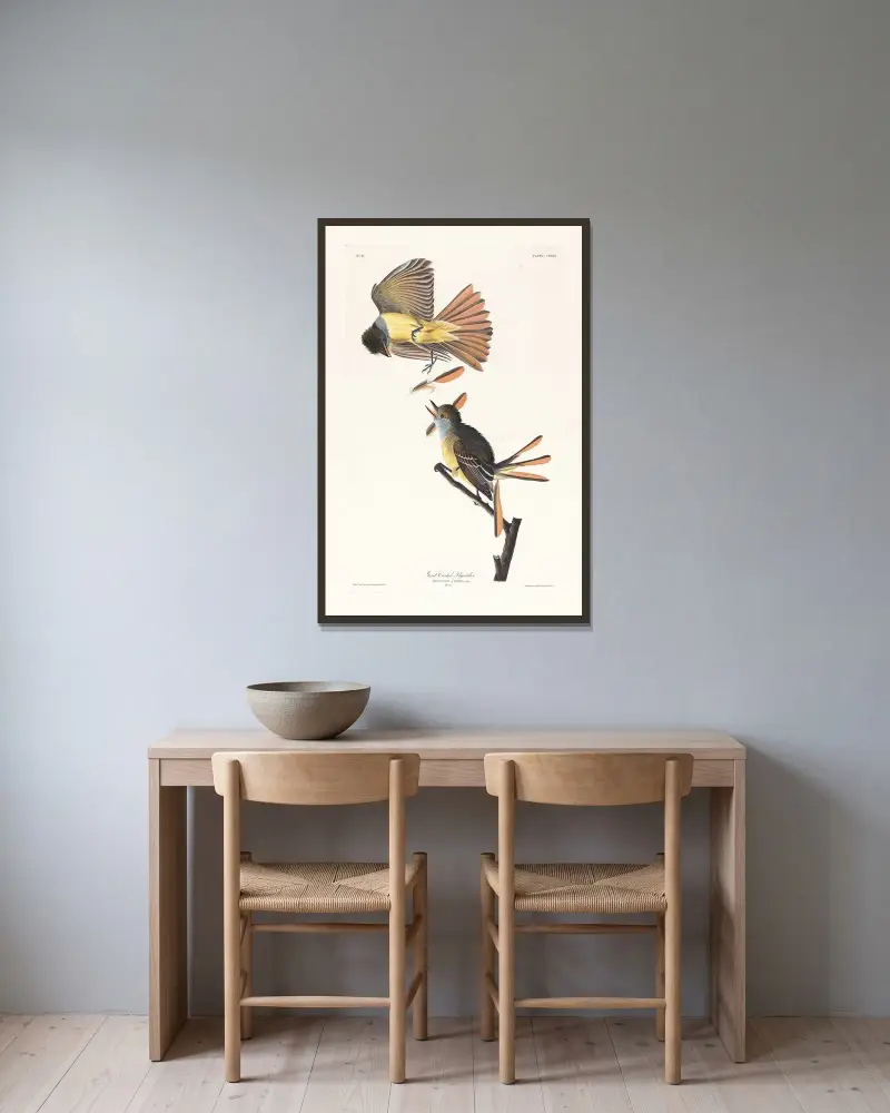 Großer Schopftyrann von John James Audubon gerahmt an einer Wand