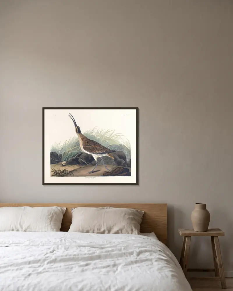 Duży kulik eskimoski, John James Audubon w ramie na ścianie