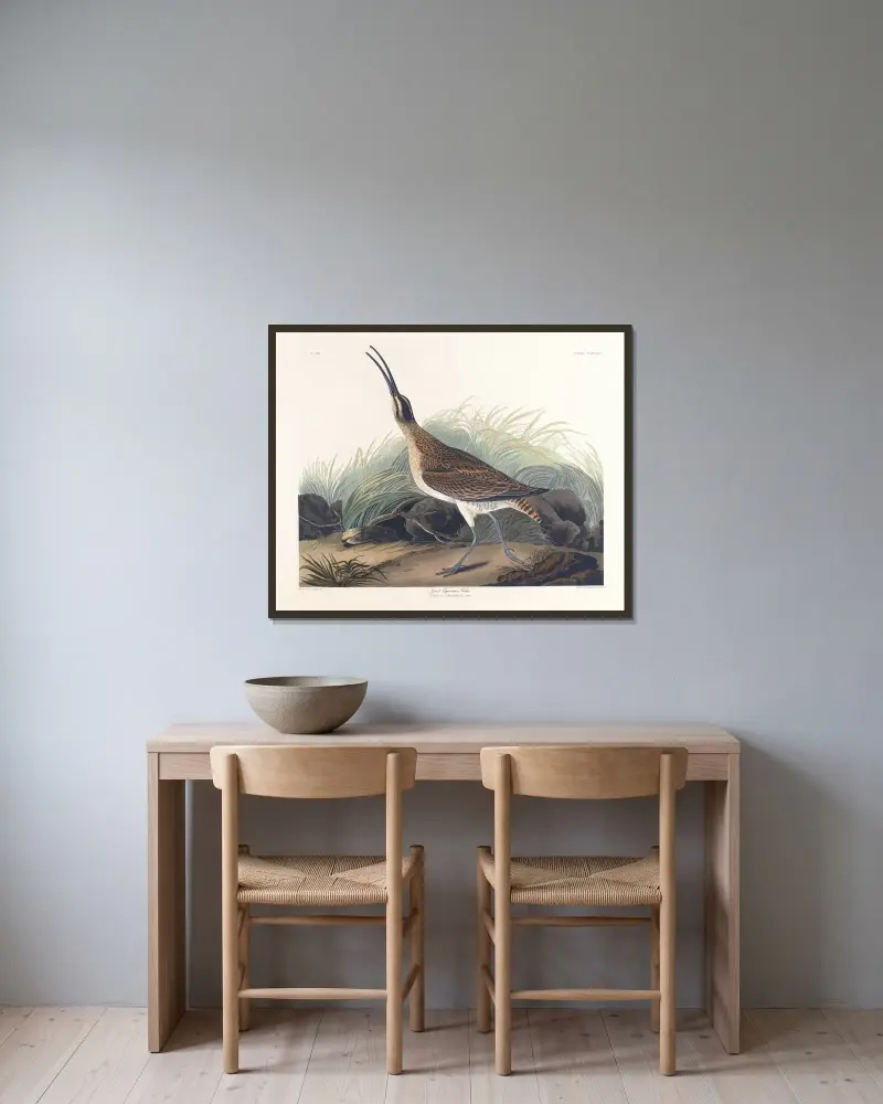 Duży kulik eskimoski, John James Audubon w ramie na ścianie