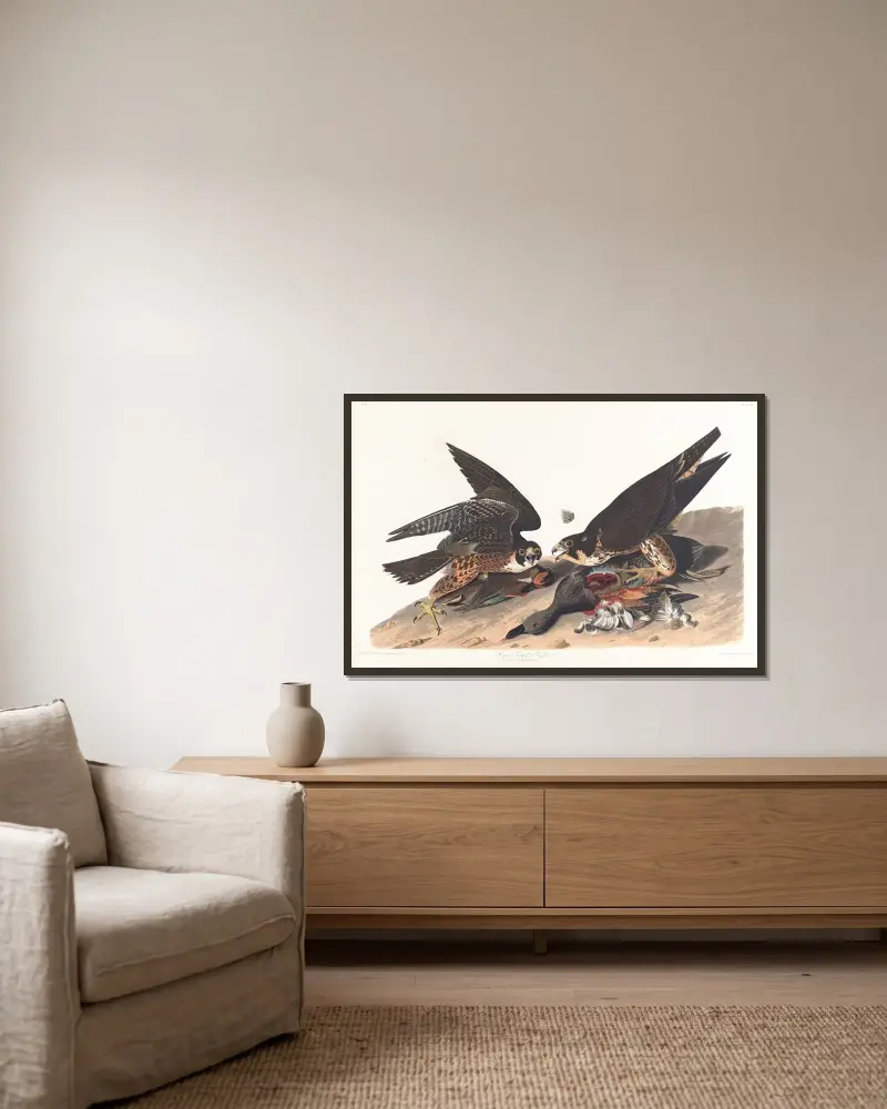 Great footed hawk, 1827 – nr 1 av John James Audubon inramad på en vägg