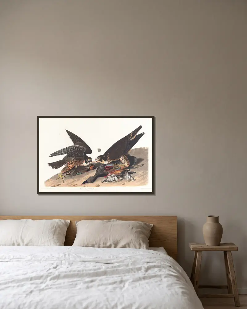 Great footed hawk, 1827 – nr 1 av John James Audubon inramad på en vägg