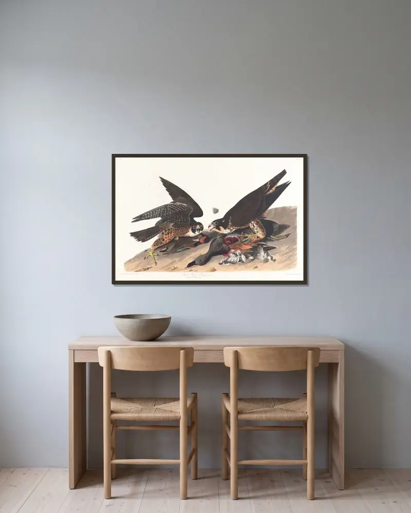 Great footed hawk, 1827 – nr 1 av John James Audubon inramad på en vägg