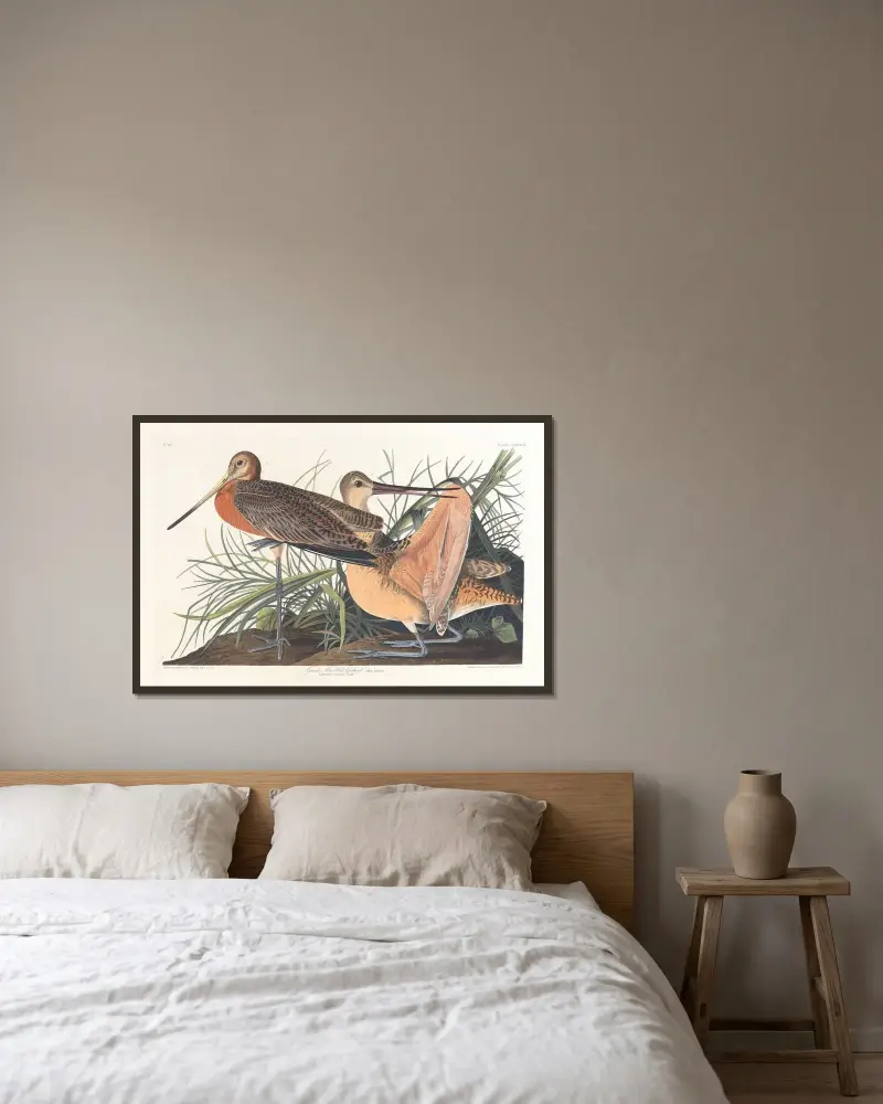 Great marbled godwit av John James Audubon inramad på en vägg