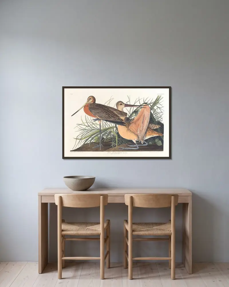 Great marbled godwit av John James Audubon inramad på en vägg