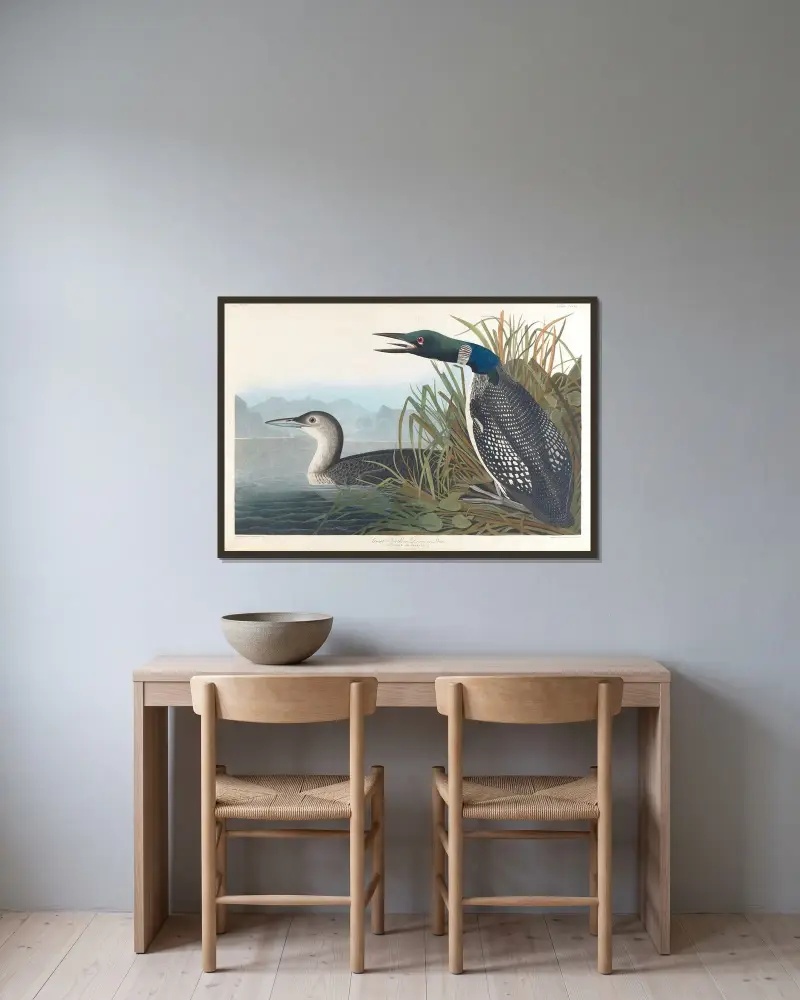 Great northern diver or loon av John James Audubon inramad på en vägg