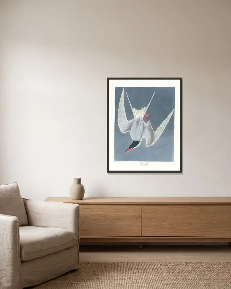 Större tärna av John James Audubon inramad på en vägg
