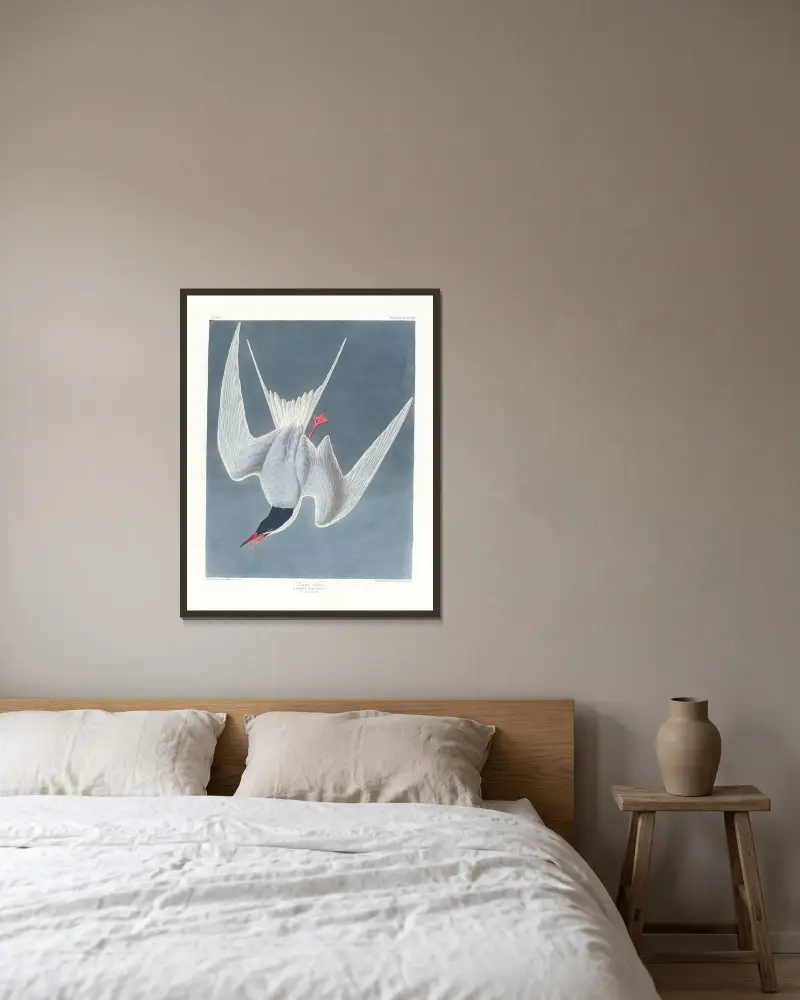 Större tärna av John James Audubon inramad på en vägg