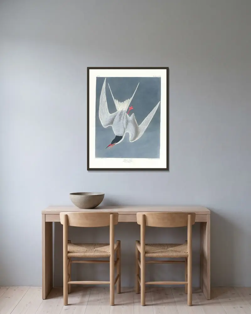 Större tärna av John James Audubon inramad på en vägg
