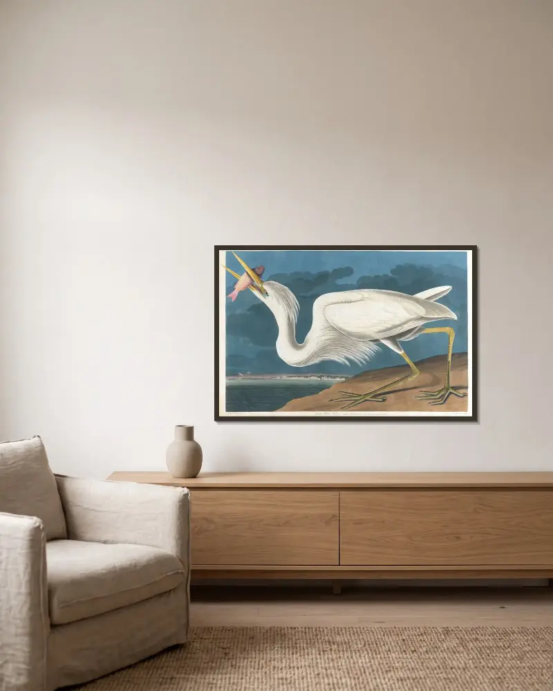 Großer Weißer Reiher von John James Audubon gerahmt an einer Wand