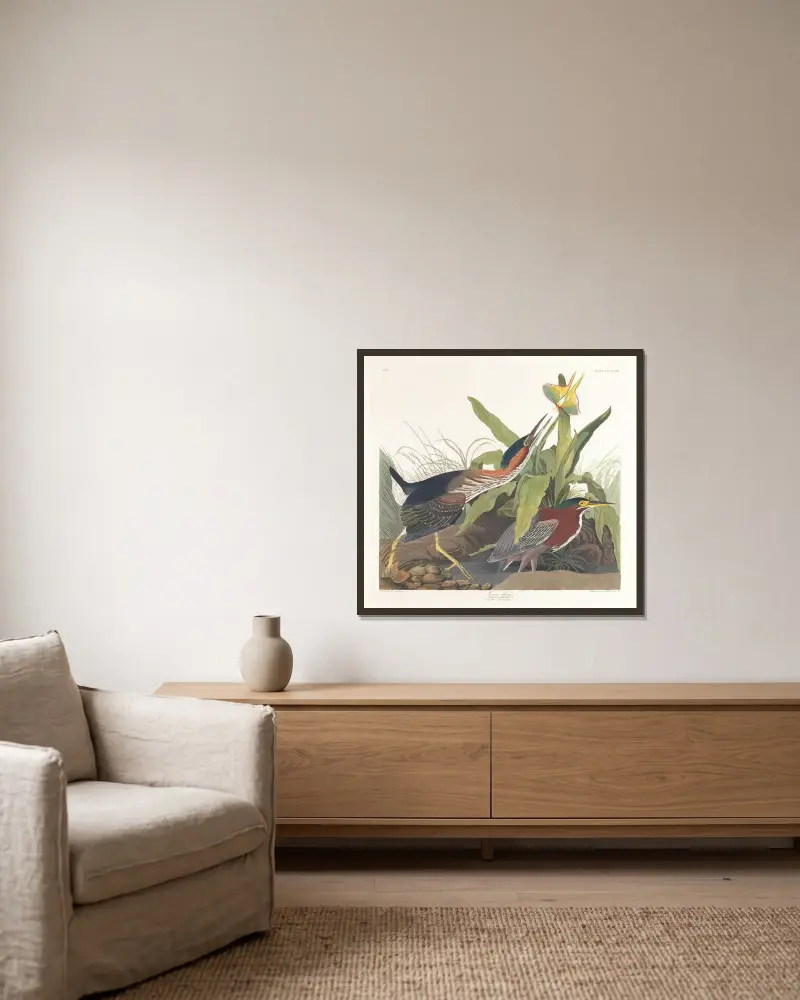 Green heron von John James Audubon gerahmt an einer Wand