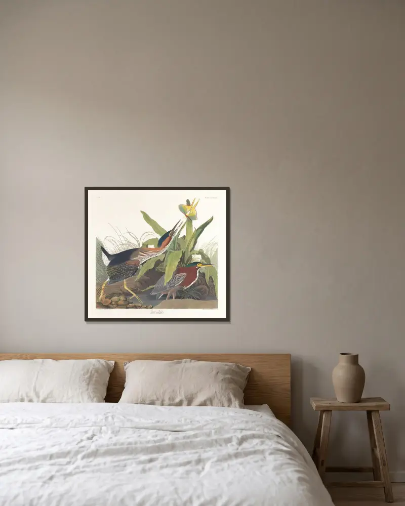 Green heron von John James Audubon gerahmt an einer Wand