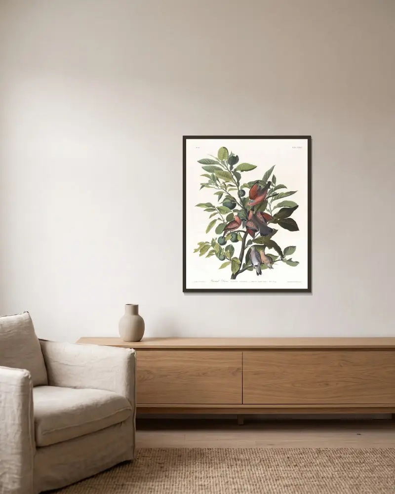 Ground dove von John James Audubon gerahmt an einer Wand