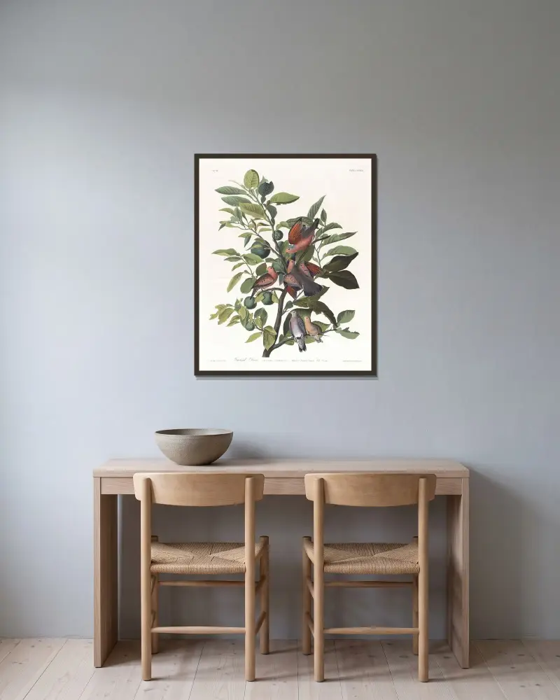 Ground dove von John James Audubon gerahmt an einer Wand