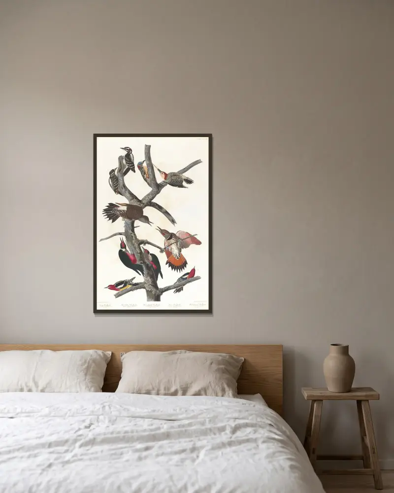 Hackspettar av John James Audubon inramad på en vägg