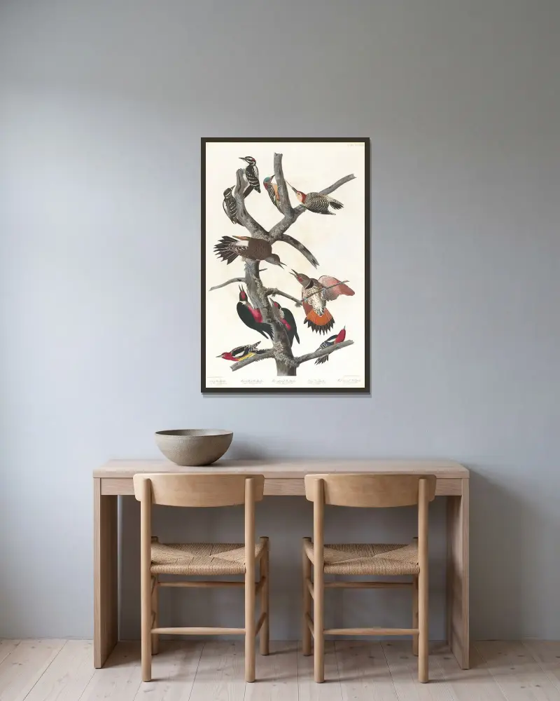 Hackspettar av John James Audubon inramad på en vägg