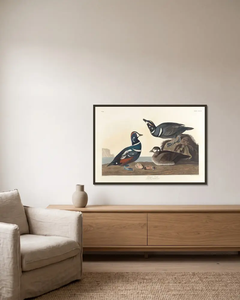 Maska morska, John James Audubon w ramie na ścianie