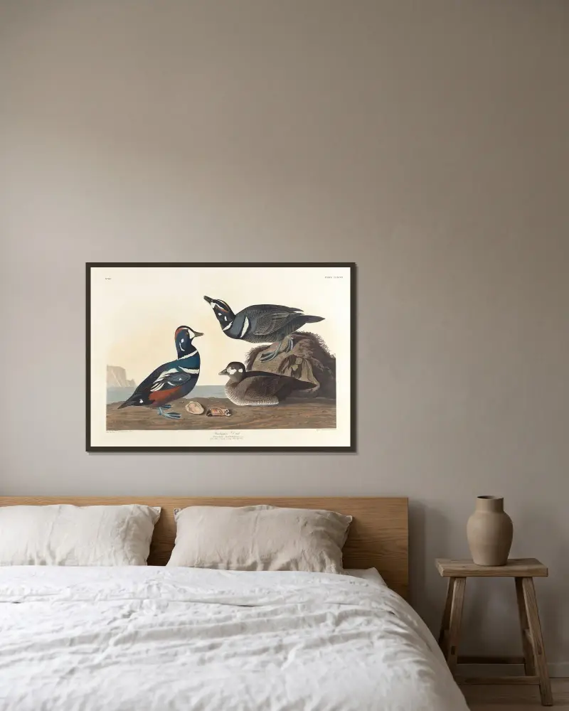 Maska morska, John James Audubon w ramie na ścianie