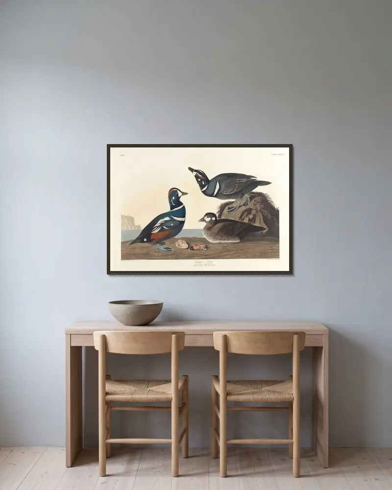 Maska morska, John James Audubon w ramie na ścianie