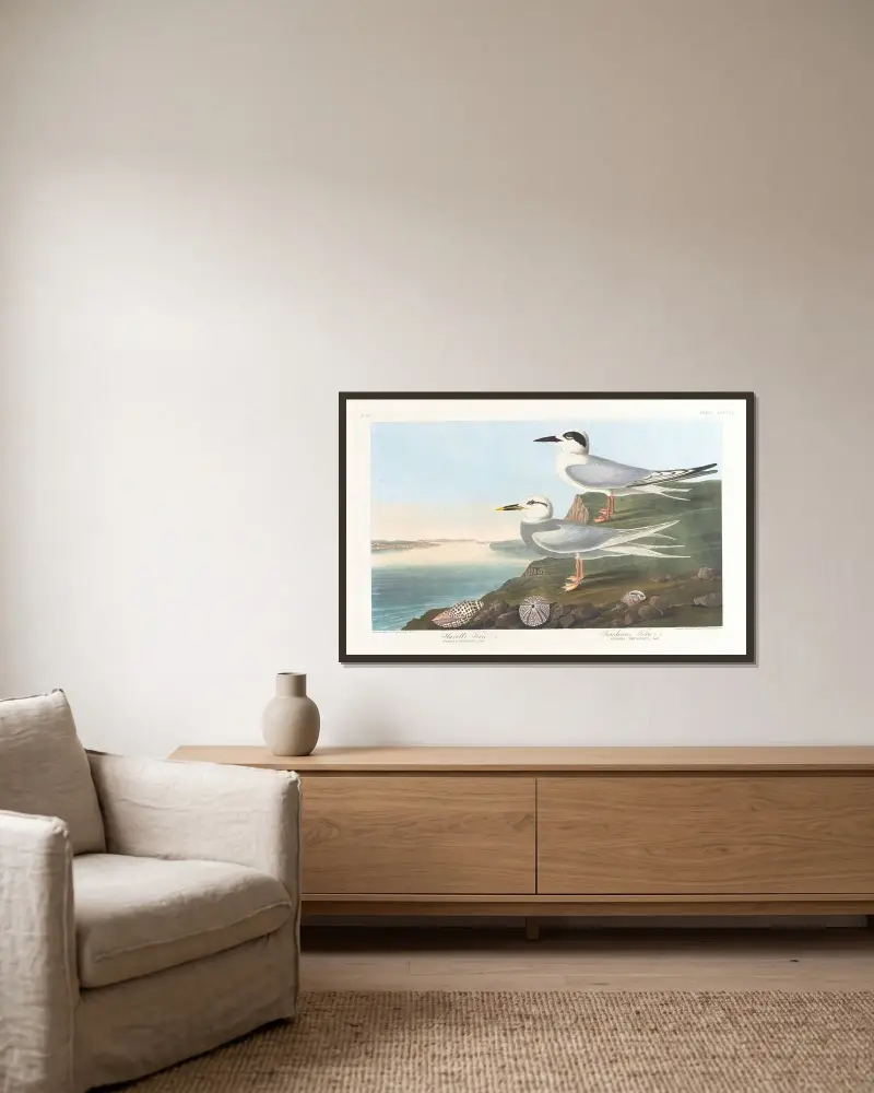 Havell’s tern av John James Audubon inramad på en vägg