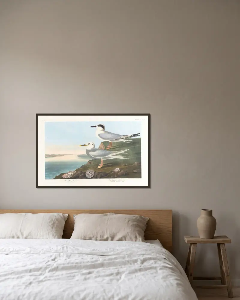 Havell’s tern av John James Audubon inramad på en vägg
