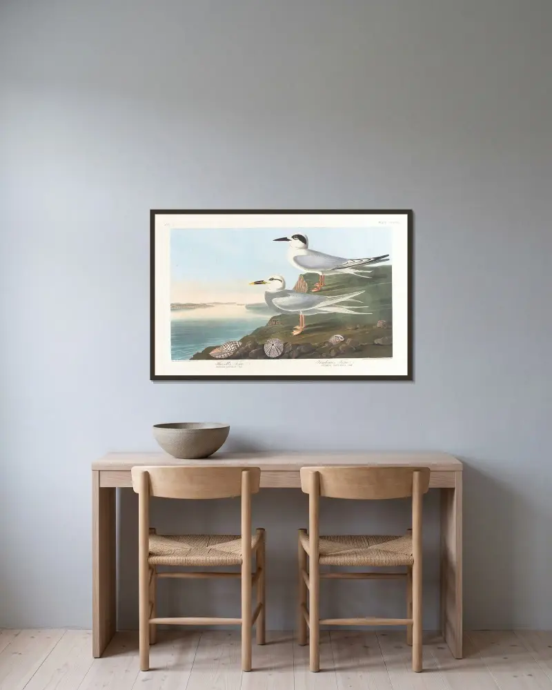 Havell’s tern av John James Audubon inramad på en vägg