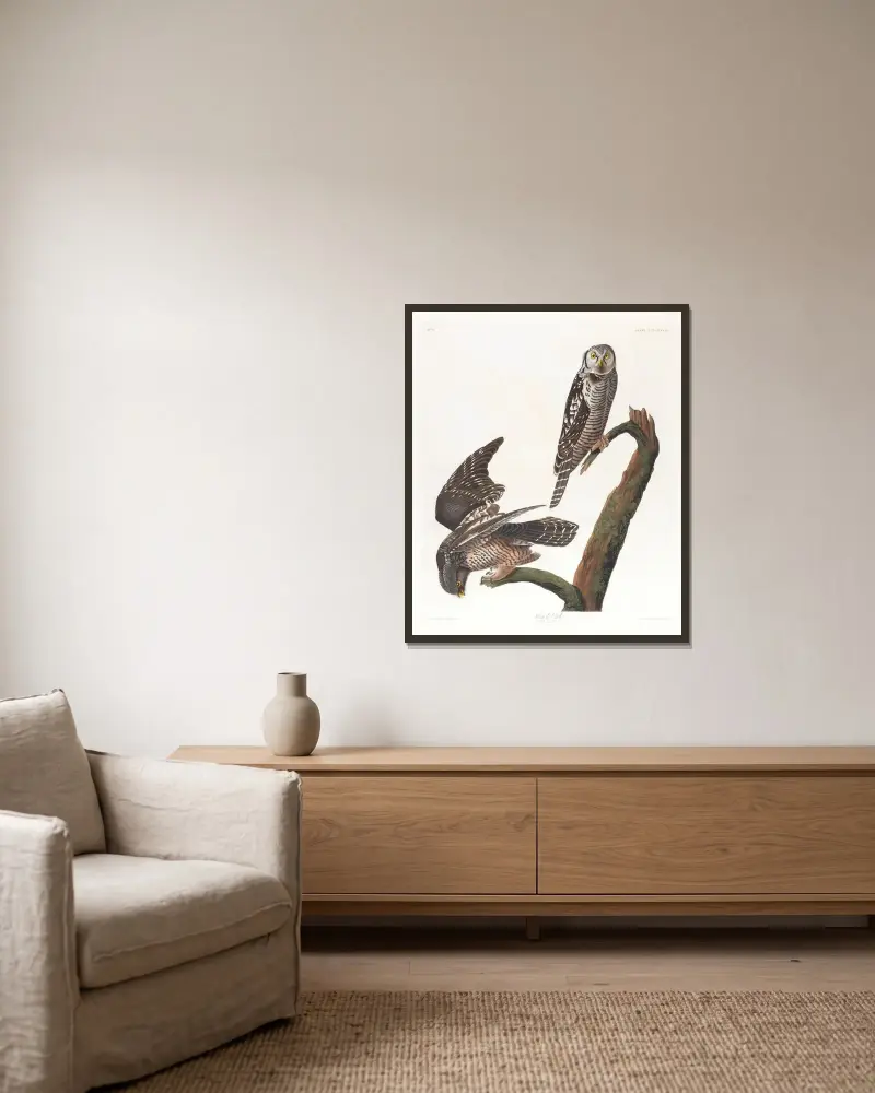 Habichtskauz von John James Audubon gerahmt an einer Wand