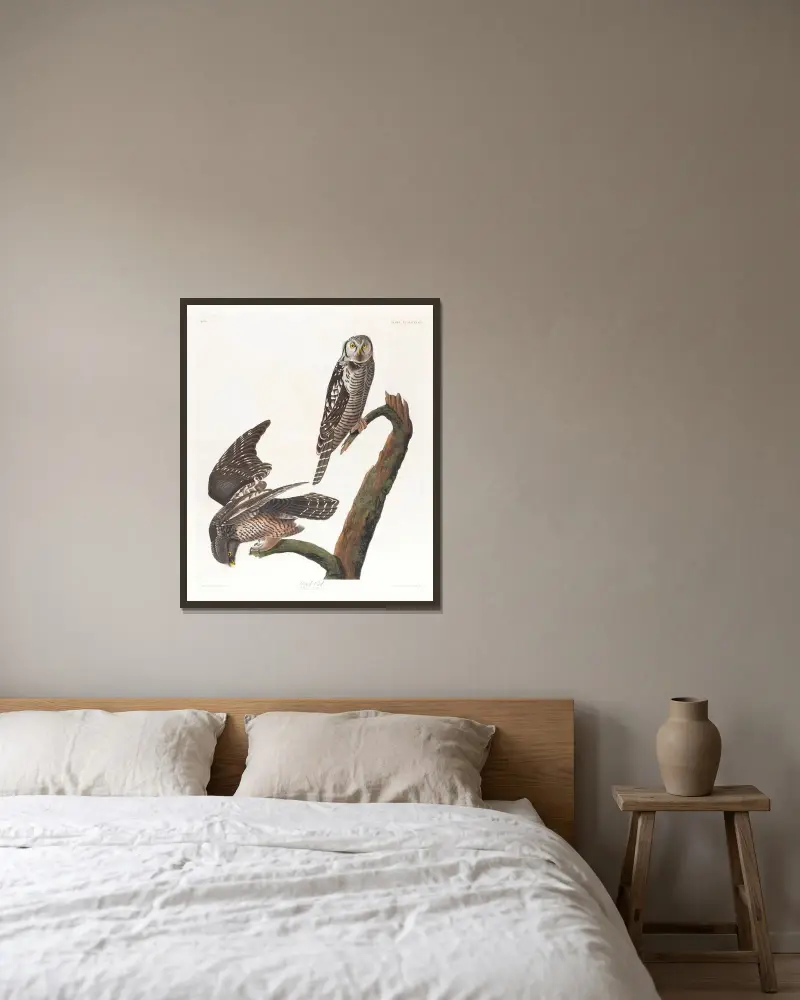 Habichtskauz von John James Audubon gerahmt an einer Wand