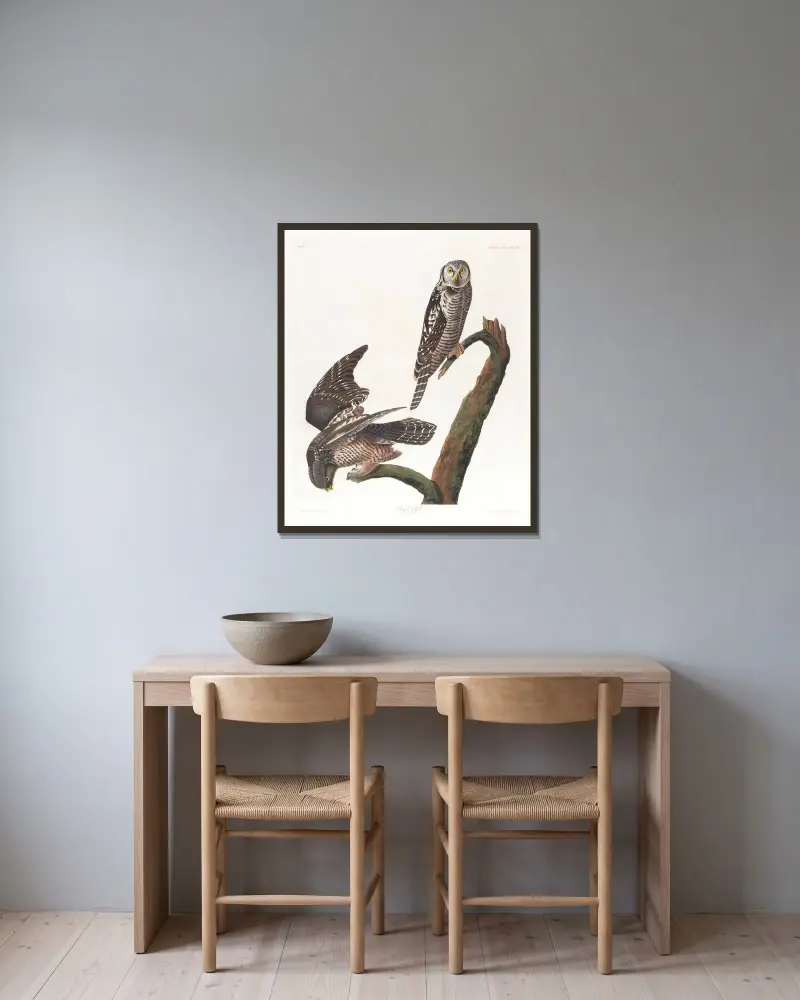 Habichtskauz von John James Audubon gerahmt an einer Wand