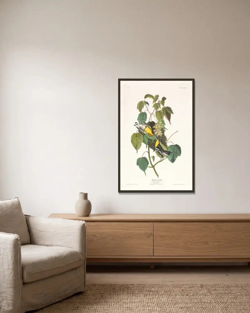 Hemlock warbler av John James Audubon inramad på en vägg