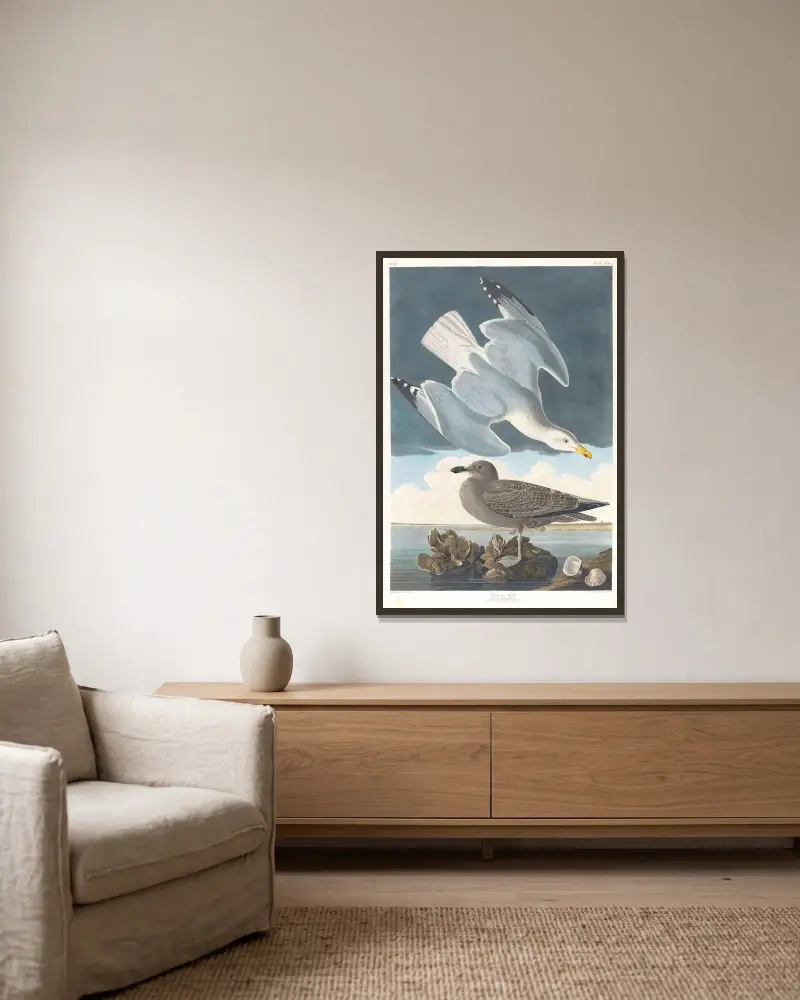 Silbermöwe von John James Audubon gerahmt an einer Wand