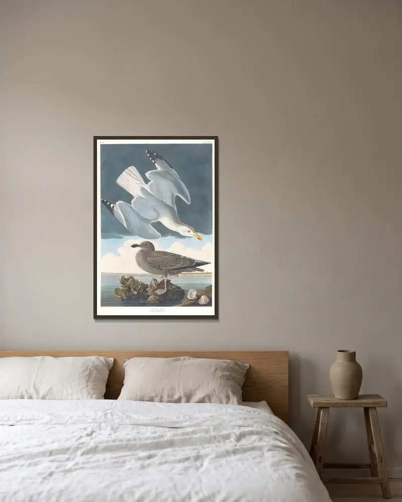 Silbermöwe von John James Audubon gerahmt an einer Wand