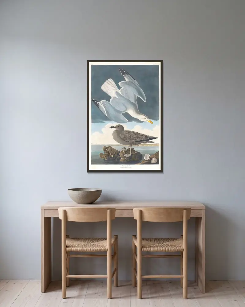 Silbermöwe von John James Audubon gerahmt an einer Wand
