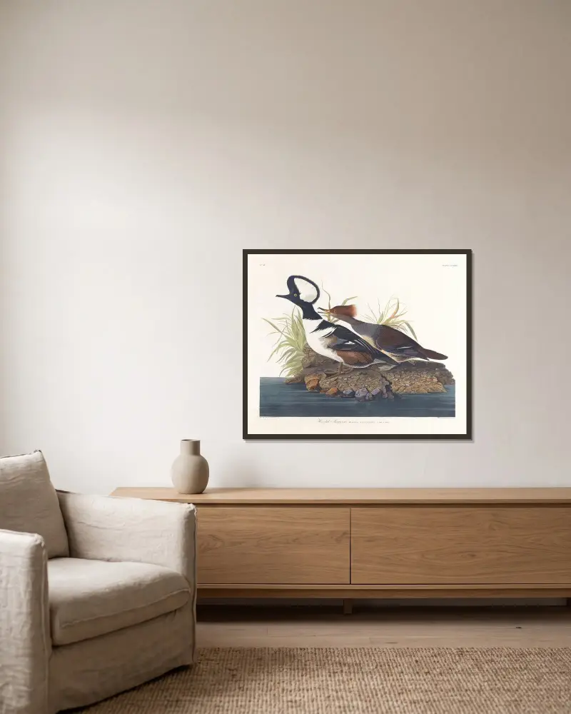 Hooded merganser av John James Audubon inramad på en vägg