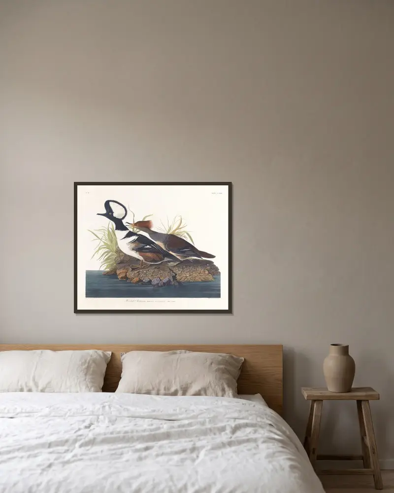 Hooded merganser av John James Audubon inramad på en vägg