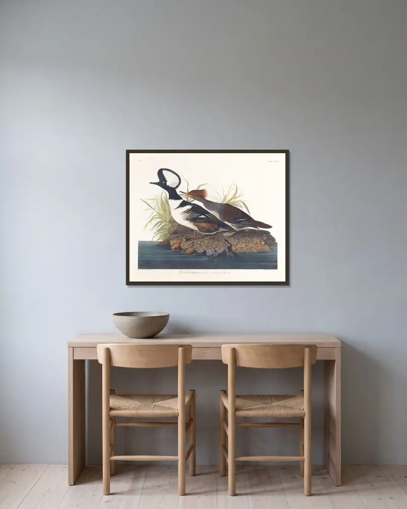 Hooded merganser av John James Audubon inramad på en vägg
