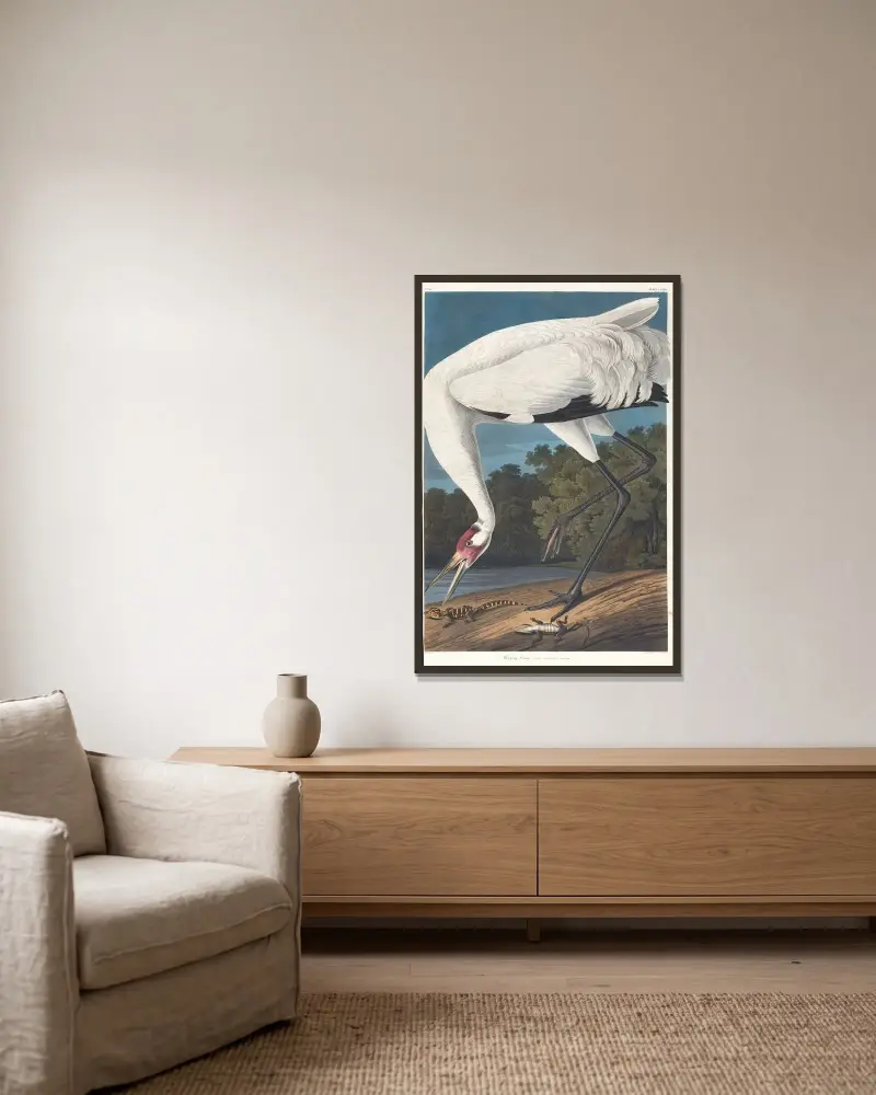 Kranich mit ausgebreiteten Flügeln von John James Audubon gerahmt an einer Wand