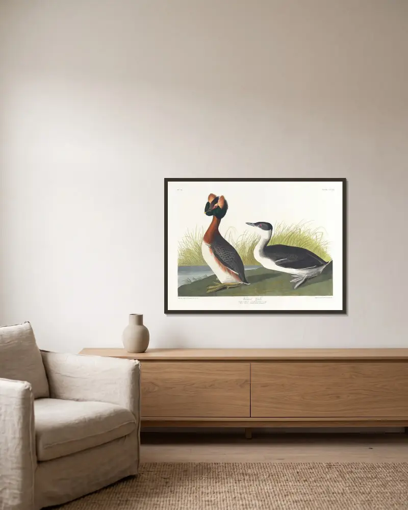 Ohrentaucher von John James Audubon gerahmt an einer Wand
