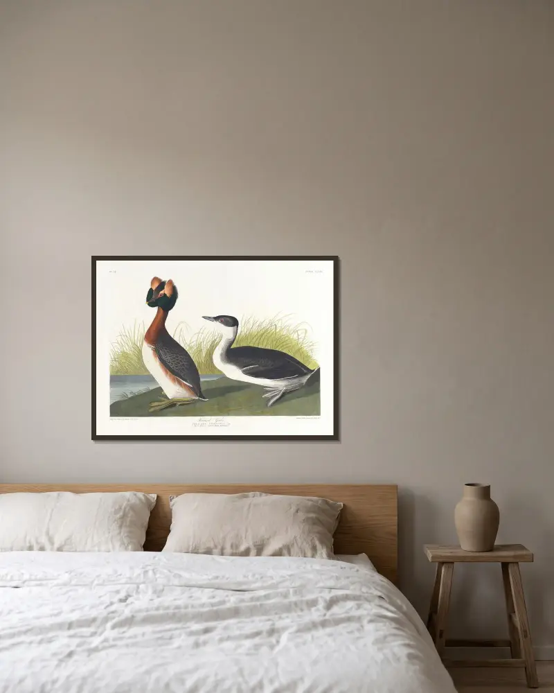 Ohrentaucher von John James Audubon gerahmt an einer Wand