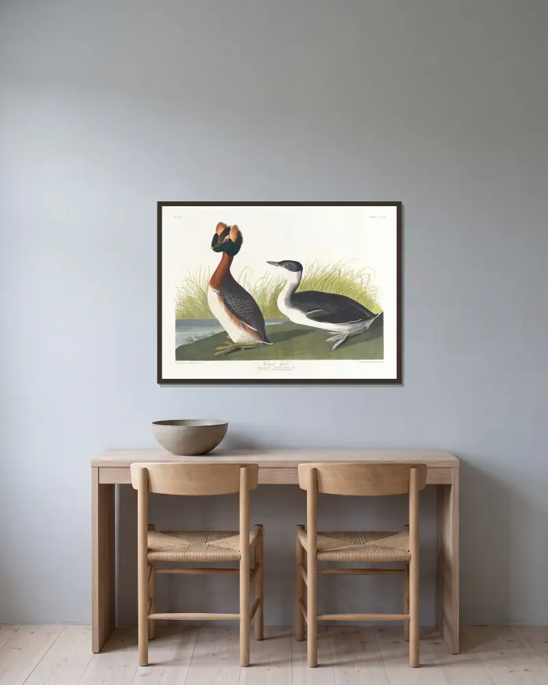 Ohrentaucher von John James Audubon gerahmt an einer Wand