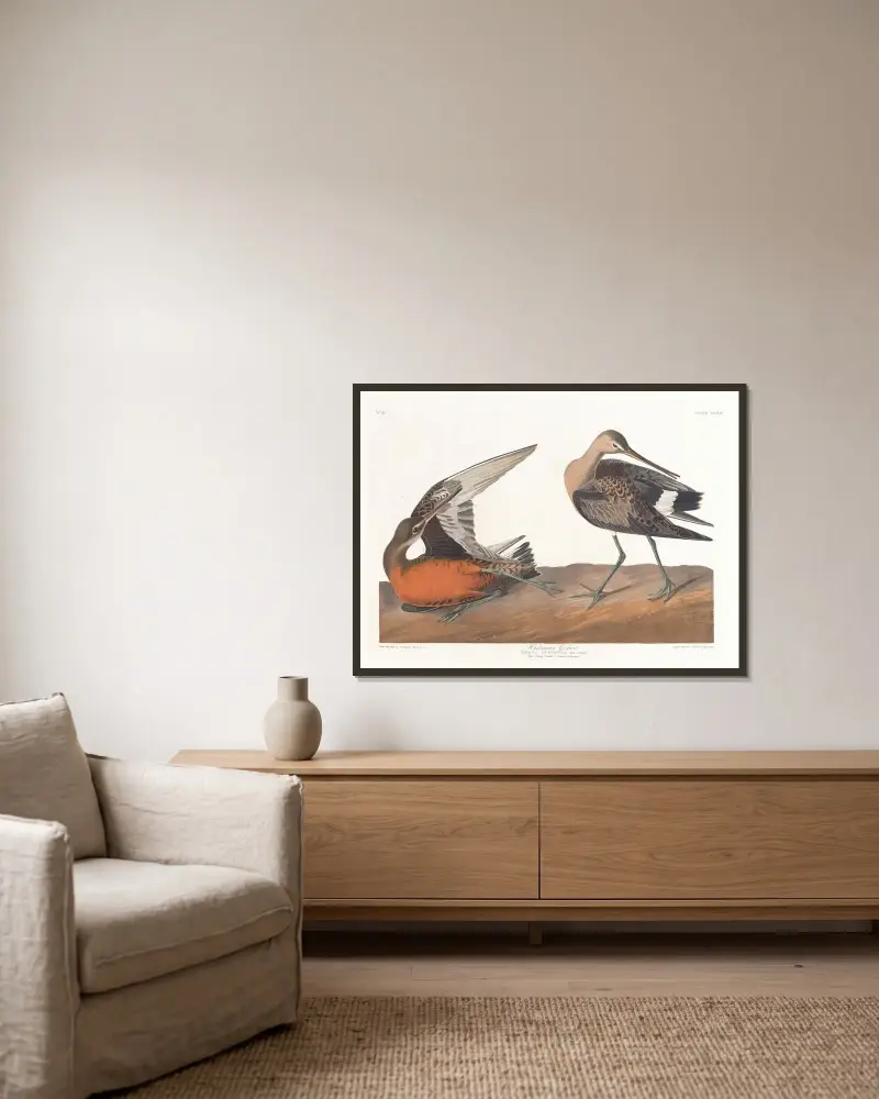 Hudsonspov av John James Audubon inramad på en vägg