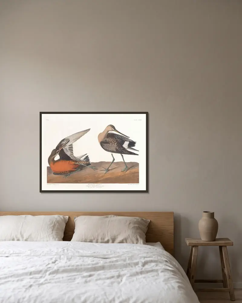Hudsonspov av John James Audubon inramad på en vägg