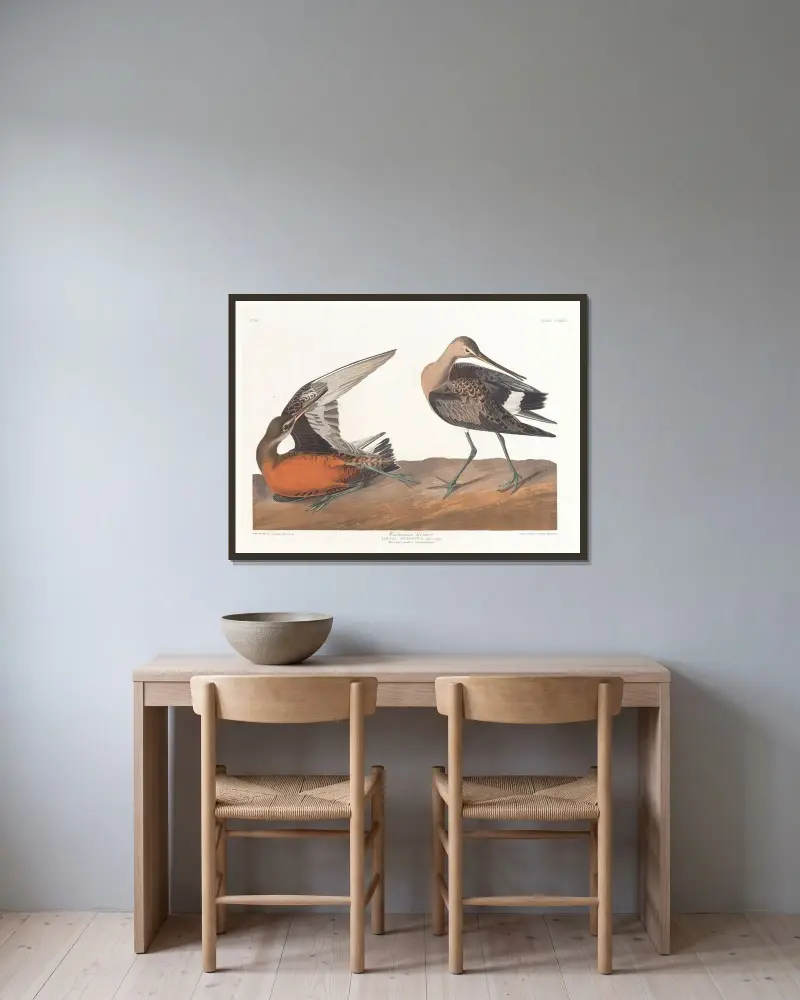 Hudsonspov av John James Audubon inramad på en vägg