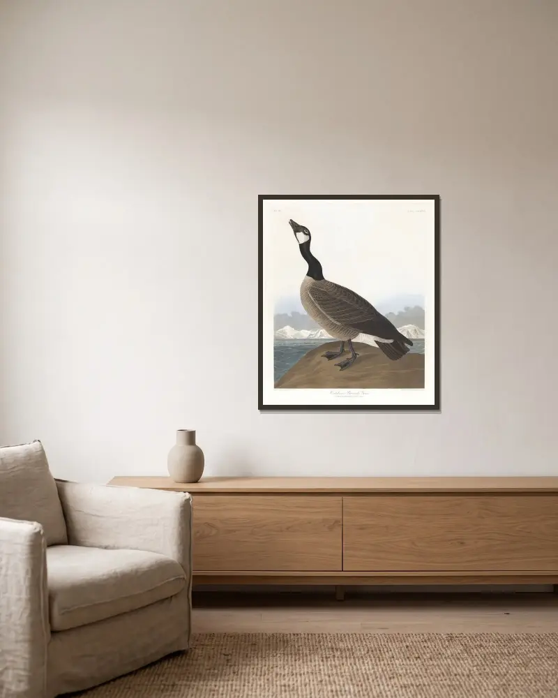 Hutchins' Gans von John James Audubon gerahmt an einer Wand