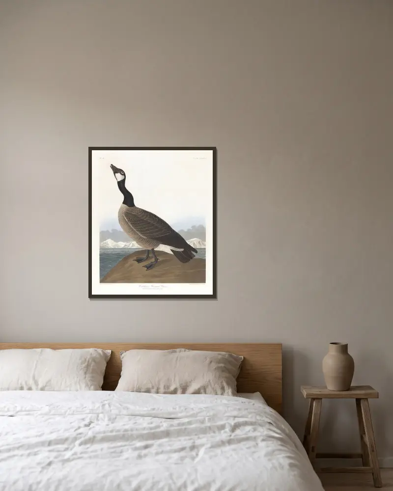 Hutchins' Gans von John James Audubon gerahmt an einer Wand