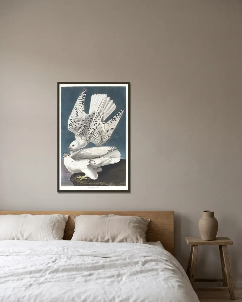 Island oder Jagdfalke von John James Audubon gerahmt an einer Wand