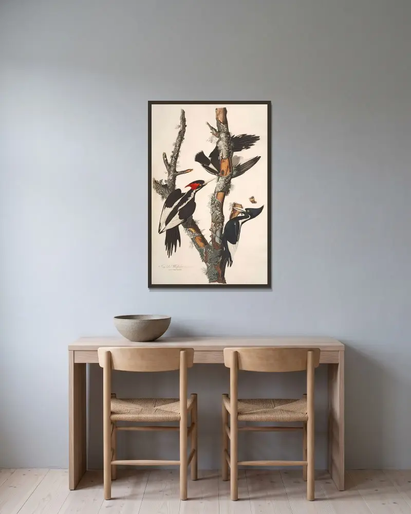 Ivory-billed Woodpecker, 1827 – nr 2 av John James Audubon inramad på en vägg