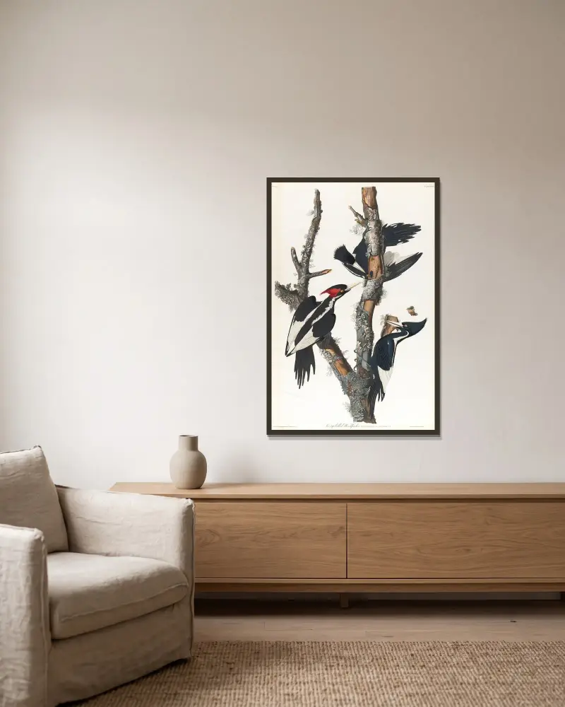 Elfenbeinspecht, 1827 – Nr. 1 – Nr. 1 von John James Audubon gerahmt an einer Wand