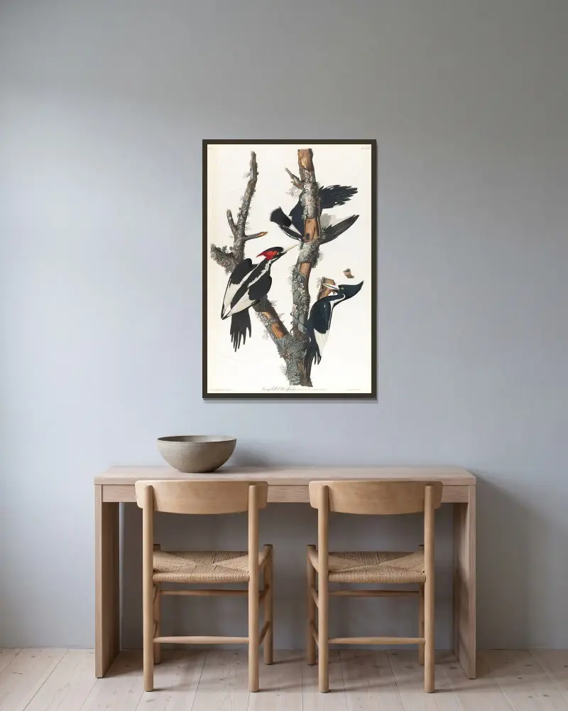 Elfenbeinspecht, 1827 – Nr. 1 – Nr. 1 von John James Audubon gerahmt an einer Wand